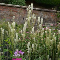Actaea cimicifuga var. racemosa