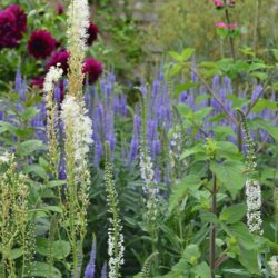 Actaea cimicifuga var. racemosa