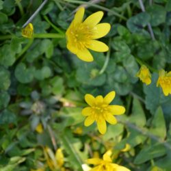 Ficaria verna