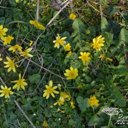 Ficaria verna