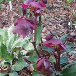 Helleborus Annas Red