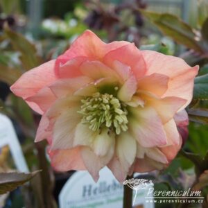 Helleborus Harvington Double Apricot