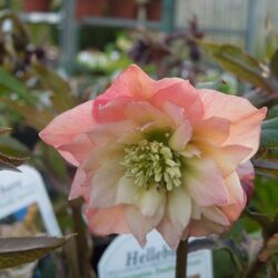 Helleborus Harvington Double Apricot