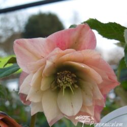 Helleborus Harvington Double Apricot