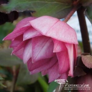 Helleborus Harvington Double Pink