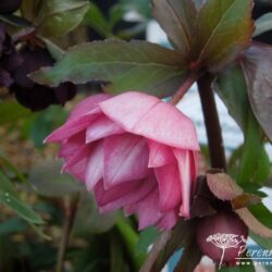Helleborus Harvington Double Pink