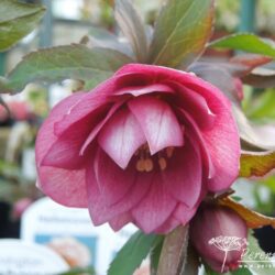 Helleborus Harvington Double Pink