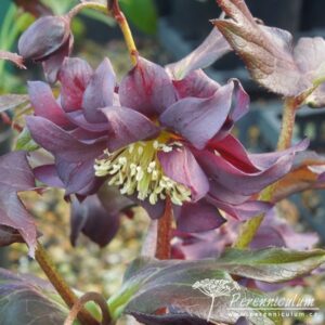 Helleborus Harvington Double Purple Cascade