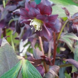 Helleborus Harvington Double Purple Cascade
