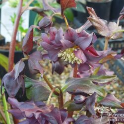 Helleborus Harvington Double Purple Cascade