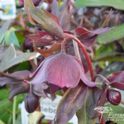 Helleborus Harvington Double Purple Cascade