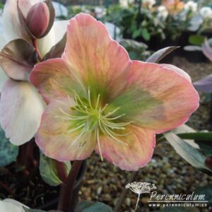 Helleborus x ericsmithii Pink Beauty