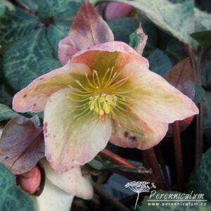 Helleborus Winter Moonbeam