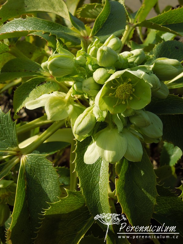 Zimní královny kvetoucí i pod sněhem 15 Helleborus argutifolius