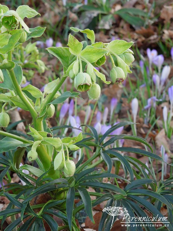 Zimní královny kvetoucí i pod sněhem 17 Helleborus foetidus_