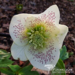 Helleborus hybridus Ballards Group