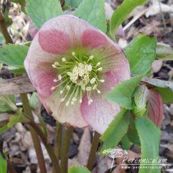 Helleborus × hybridus Helleborus × hybridus