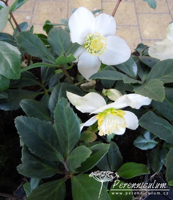 Zimní královny kvetoucí i pod sněhem 16 Helleborus niger