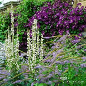 Brownovský krajinářský park s řadou trvalkových překvapení