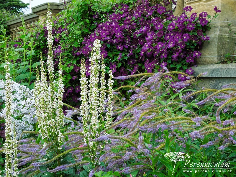 Brownovský krajinářský park s řadou trvalkových překvapení 5 Úžasná kombinace popínavého plaménku (Clematis), vertikálních svíček divizny (Verbascum chaixii) a netradičního kultivaru rozrazilu (Veronicastrum virginicum 'Pointed Finger') s jeho horizontálními květenstvími.