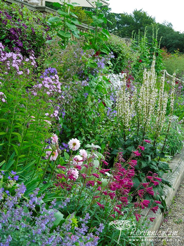 Brownovský krajinářský park s řadou trvalkových překvapení 6 Při bližším pohledu je vidět, že záhon je velmi druhově pestrý: šanty (Nepeta), jiřinky (Dahlia), dračíky (Penstemon), plamenky (Phlox), zvonky (Campanula) či vysoké topolovky (Alcea).
