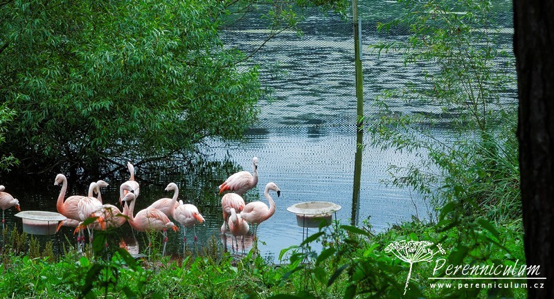 Brownovský krajinářský park s řadou trvalkových překvapení 9 Snímek z tzv. Bird Garden (angl. ptačí zahrady), kde můžete vidět nejen plameňáky.