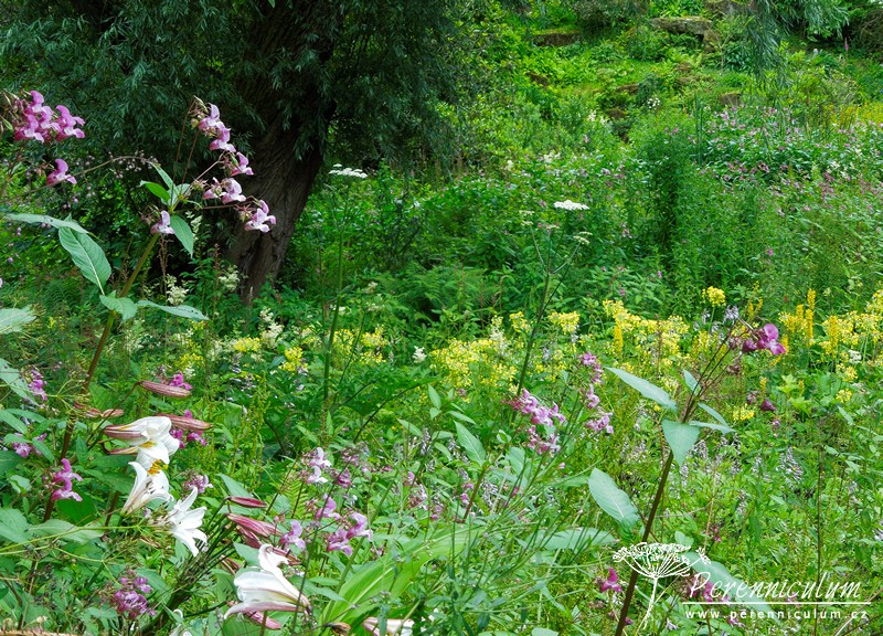 Brownovský krajinářský park s řadou trvalkových překvapení 10 Himalájská zahrada imituje divokost tamní přírody, na jaře zde kvete mnoho rhododendronů, později pak petrklíče, divoké lilie a další.