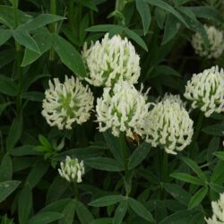 Trifolium ochroleucon