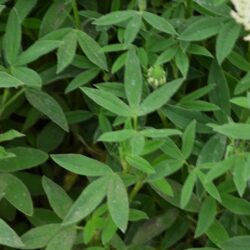 Trifolium ochroleucon