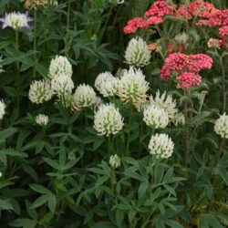 Trifolium ochroleucon