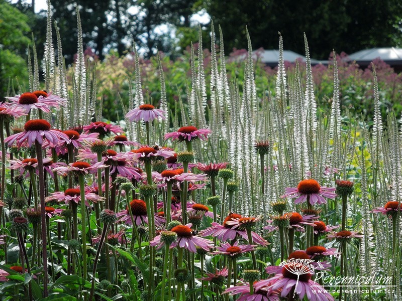 Veronicastrum - Trvalka sezóny 2016 1 Trvalka sezóny 2016 - Veronicastrum
