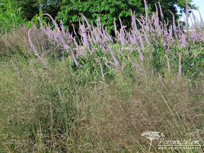 Veronicastrum - Trvalka sezóny 2016 4 Trvalka sezóny 2016 - Veronicastrum