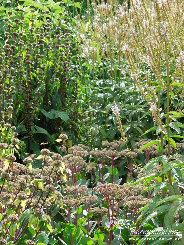 Veronicastrum - Trvalka sezóny 2016 5 Trvalka sezóny 2016 Veronicastrum 23