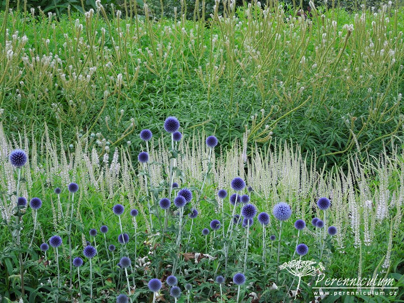 Veronicastrum - Trvalka sezóny 2016 9 Trvalka sezóny 2016 - Veronicastrum