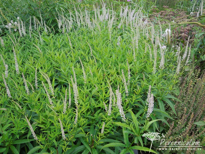 Veronicastrum - Trvalka sezóny 2016 8 Trvalka sezóny 2016 - Veronicastrum