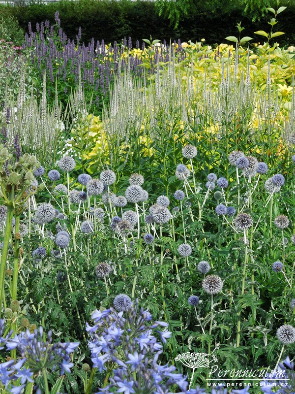 Veronicastrum - Trvalka sezóny 2016 3 Trvalka sezóny 2016 - Veronicastrum