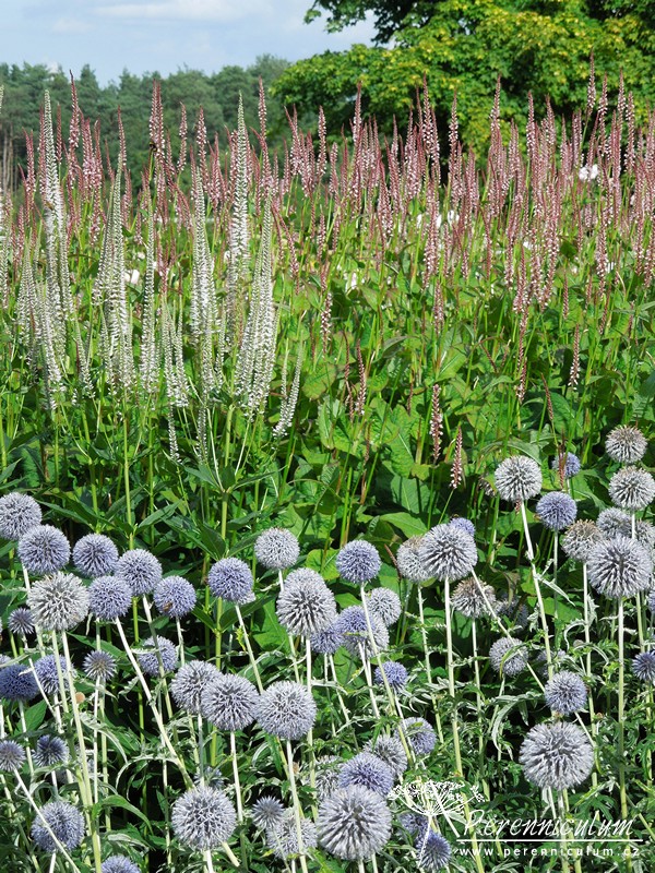 Veronicastrum - Trvalka sezóny 2016 2 Trvalka sezóny 2016 - Veronicastrum