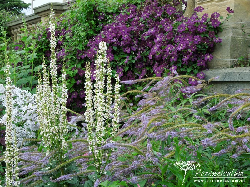 Veronicastrum - Trvalka sezóny 2016 13 Trvalka sezóny 2016 - Veronicastrum