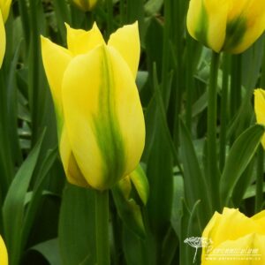 Tulipa viridiflora Yellow Springgreen