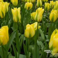 Tulipa viridiflora Yellow Springgreen
