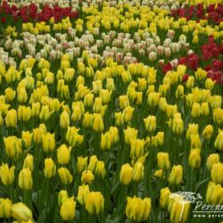 Tulipa viridiflora Yellow Springgreen