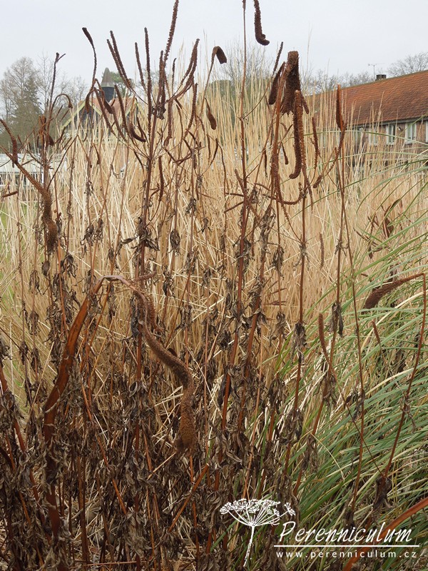 Veronicastrum - Trvalka sezóny 2016 7 Veronicastrum virdinicum Lavendelturm