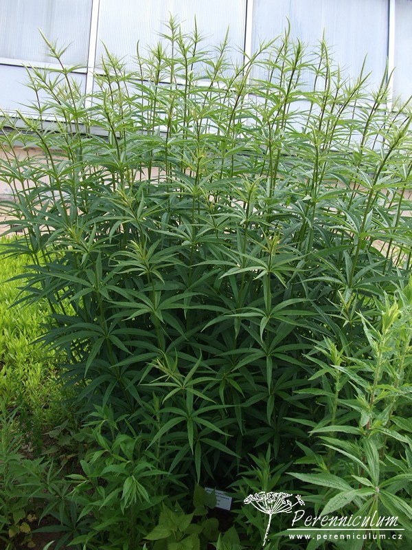 Veronicastrum - Trvalka sezóny 2016 11 Veronicastrum virdinicum Lavendelturm