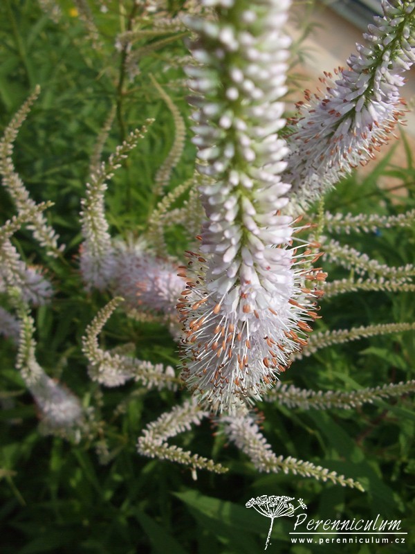 Veronicastrum - Trvalka sezóny 2016 12 Veronicastrum virdinicum Lavendelturm