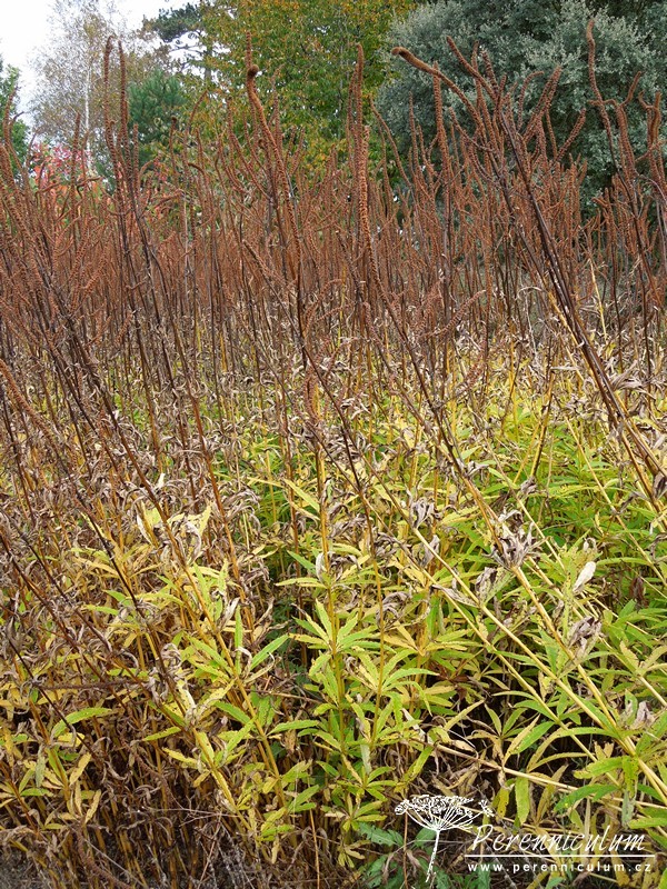 Veronicastrum - Trvalka sezóny 2016 6 Veronicastrum virdinicum Lavendelturm