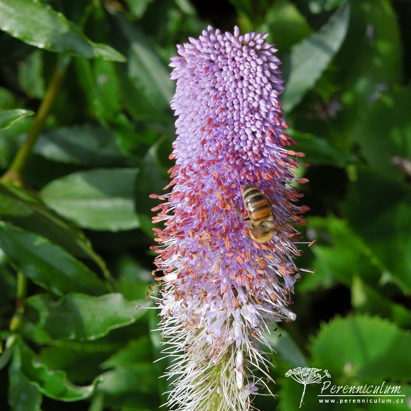 Veronicastrum - Trvalka sezóny 2016 10 Veronicastrum virginicum Fascination