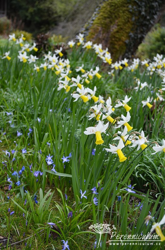Veselé Velikonoce a barevné jarní dny 2 Narcisky a modré ladoňky (Scilla) kvetly v parku.