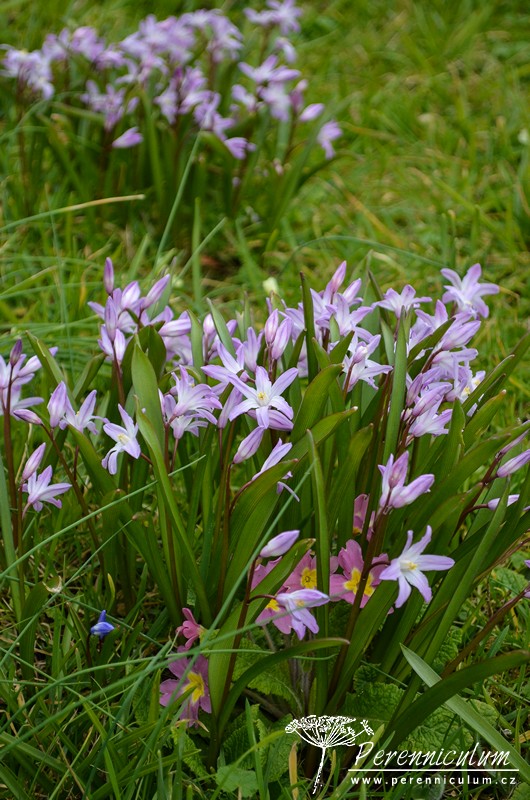 Veselé Velikonoce a barevné jarní dny 7 Dobré cibuloviny (Scilla) kvetou ze všech sil.