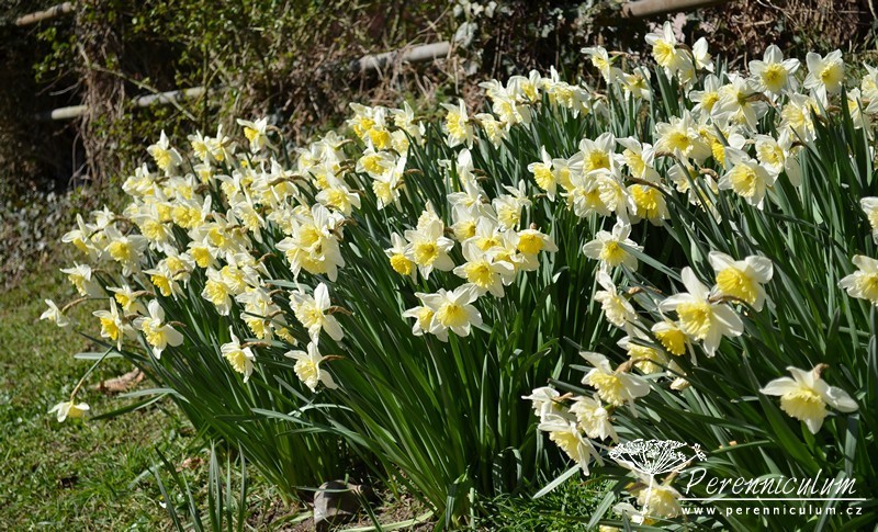 Veselé Velikonoce a barevné jarní dny 11 Narcisy