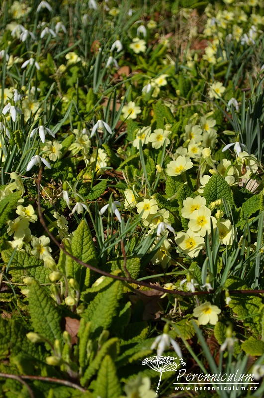 Veselé Velikonoce a barevné jarní dny 5 Veselé Velikonoce a barevné jarní dny